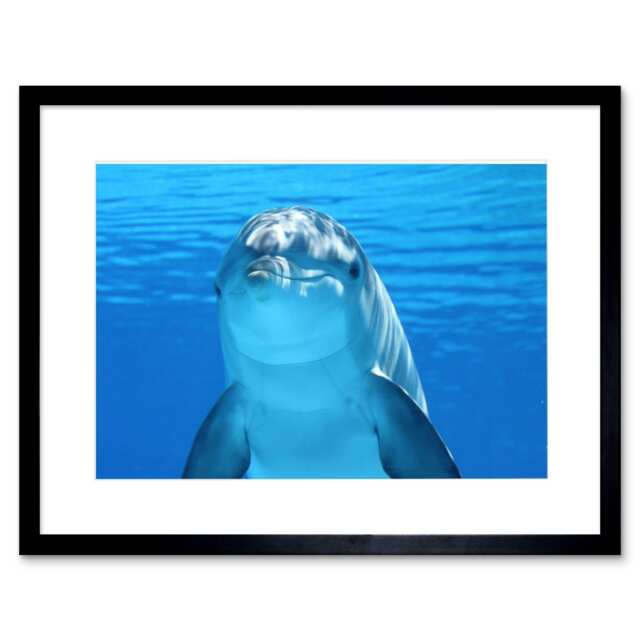 "Cute Smiling Dolphin Sea Life Photograph Bathroom 9x7"" Black Framed Wall Art Print"