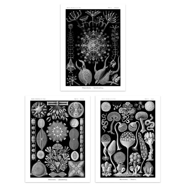 Set of 3 Phaeodaria Plankton Amoeboid Haeckel Vintage Marine Life Wall Art Print A4