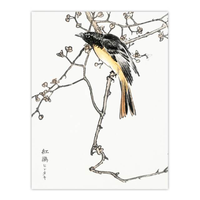"Siberian Blue Tail Bird Japanese Japanese Wall Art Print Kashu 24x32"""
