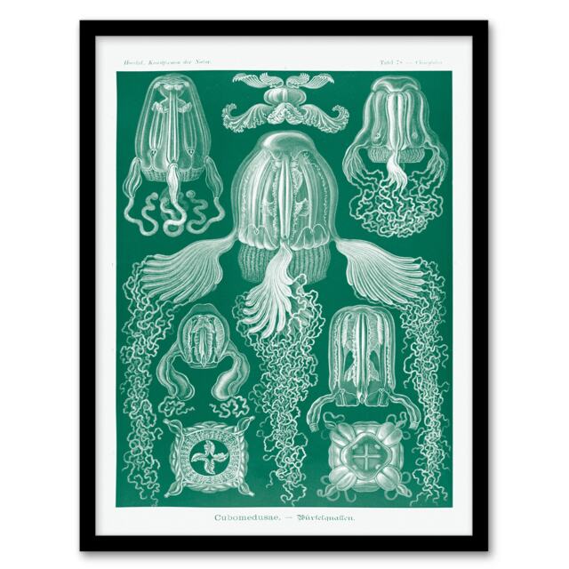 Ernst Haeckel Framed Wall Art Print Cubomedusae Jellyfish Species Home Décor
