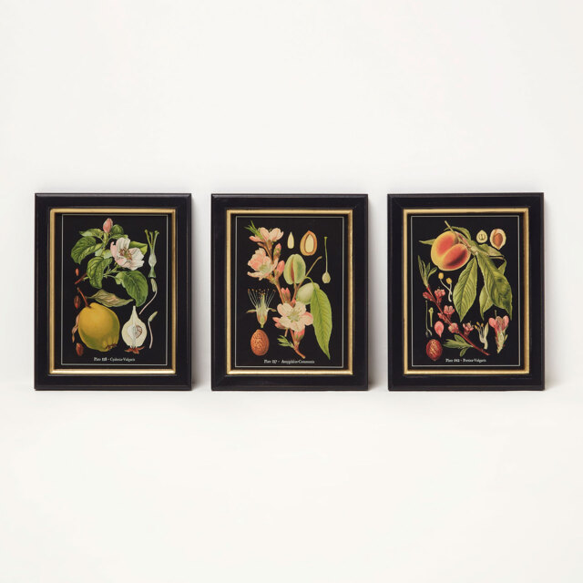 Homescapes Botanical Fruit Wall Art, 20 x 25 cm, Set of 3