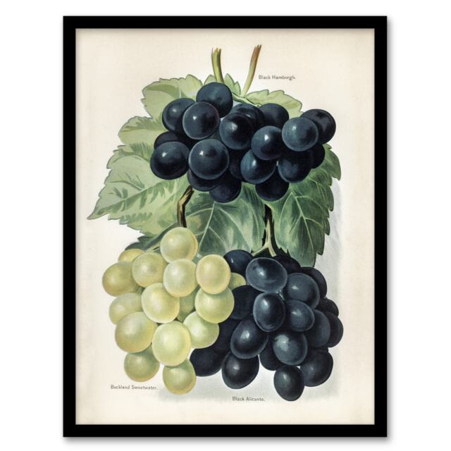 "Vintage Illustration of Grape Varieties Wright Framed Wall Art Print 12X16"""
