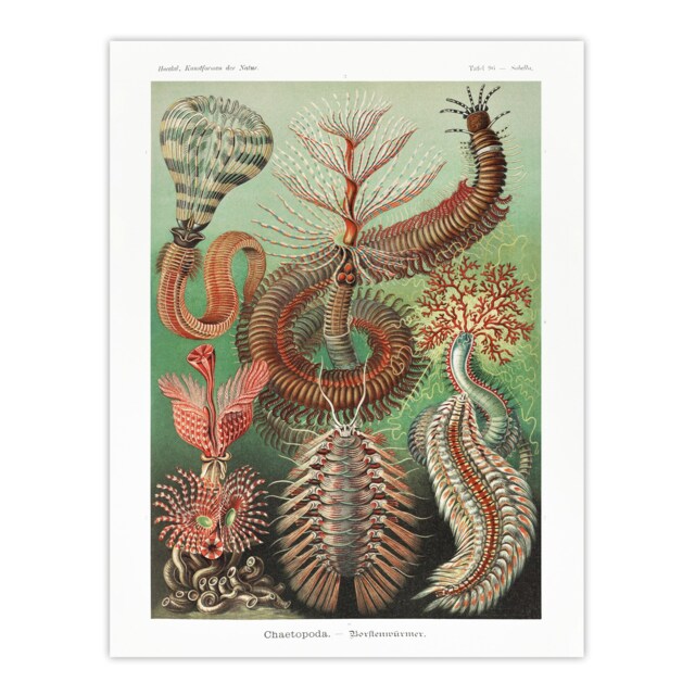 "Chaetopoda Marine Worms Haeckel Botanical Huge Wall Art Poster Print 24X32"""