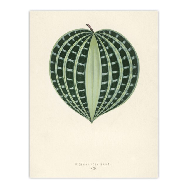 Vintage Botanical Seersucker Plant Leaf Fawcett Wall Art Poster Print