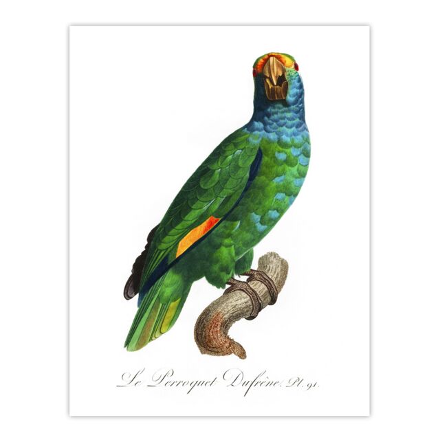 The Blue Cheeked Amazon Parrot Levaillant Huge Wall Art Print 18X24 In