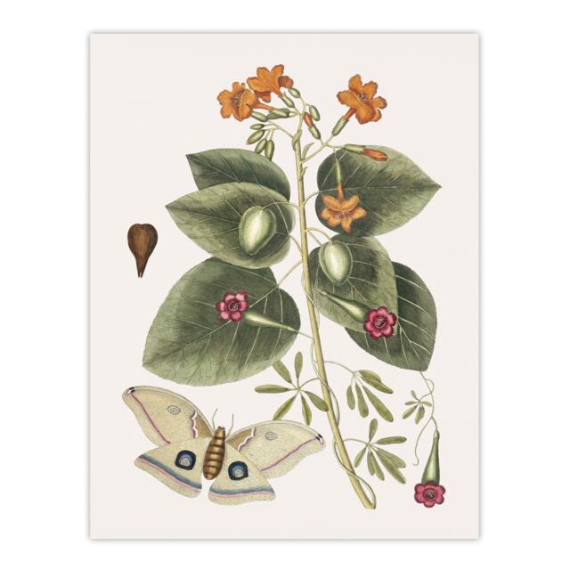 Great Moth Tievine and Geiger Tree Flowers Catesby Wall Art Poster Print