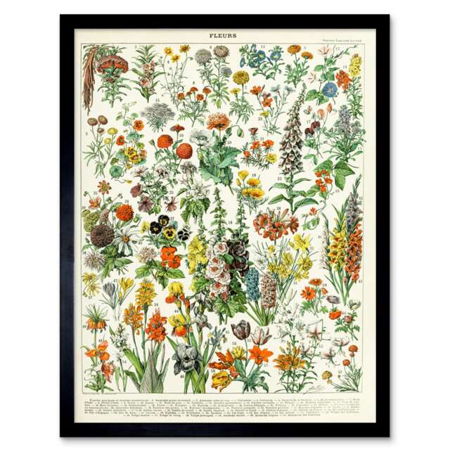 "Millot Encyclopedia Page Flowers Plants 12x16"" Framed Wall Art Print"