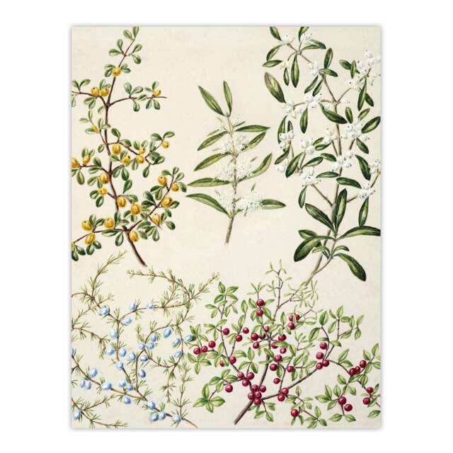 "New Zealand Coprosma Acerosa Coastal Plant Featon Wall Art Poster Print 12X16"""