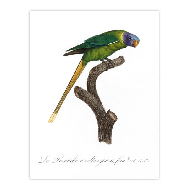 "Female Plum Headed Parakeet Levaillant Huge Wall Art Poster Print 24X32"""