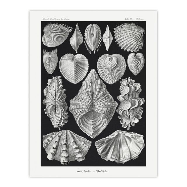 "Mollusks Clams Oysters Haeckel Botanical Wall Art Poster Print 12X16"""