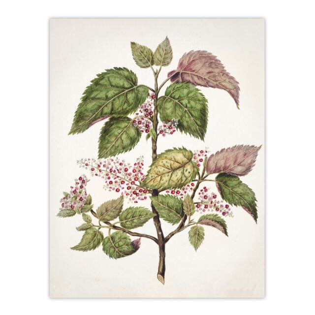"New Zealand Makomako Flowering Plant Featon Huge Wall Art Poster Print 24X32"""
