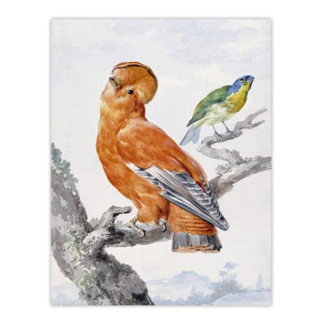 "Two Exotic Birds Watercolour Painting Schouman Wall Art Poster Print 12X16"""