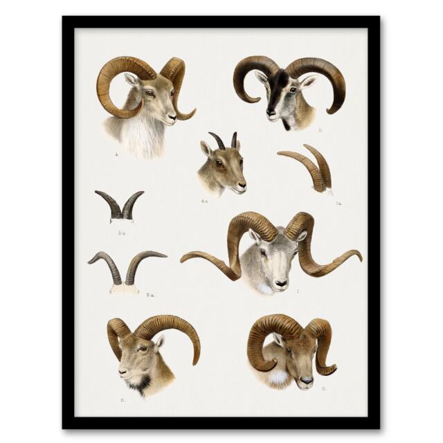 "Wild Bovidae Vintage Illustration Lydekker Framed Wall Art Print 12X16"""