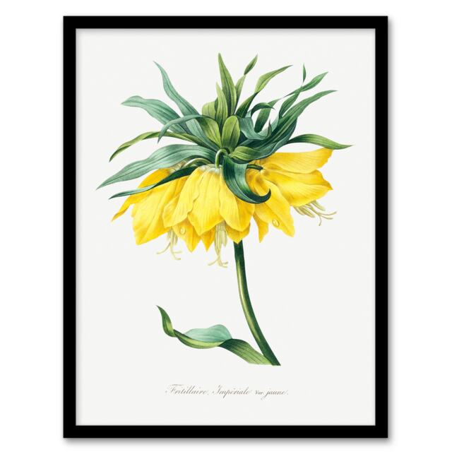 Pierre J Redoute Framed Wall Art Print Yellow Crown Imperial Flower Home Décor