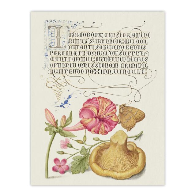 Flowers Mushroom and Butterfly Calligraphy Huge Wall Art Print 18X24 In