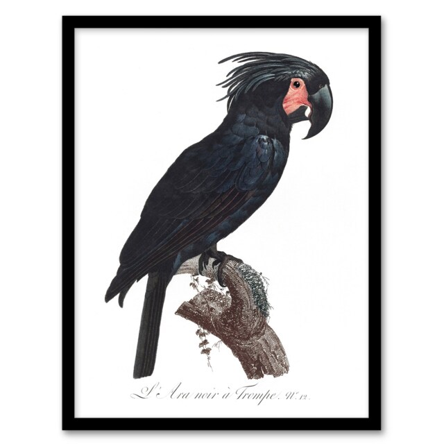 "Black Palm Cockatoo Parrot Levaillant Framed Wall Art Print 12X16"""