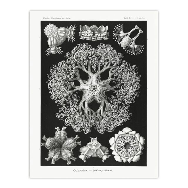 Ophiodea Brittle Stars Haeckel Botanical Huge Wall Art Print 18X24 In