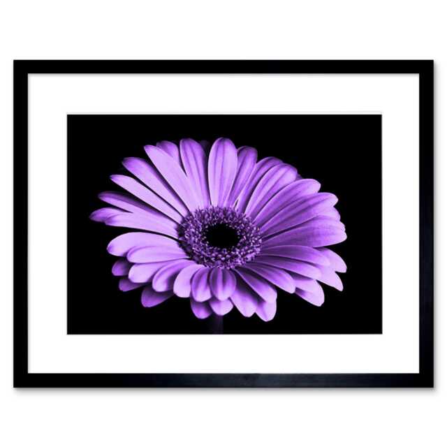 "Purple African Daisy Flower Floral Nature Macro Photograph 9x7"" Black Framed Wall Art Print"