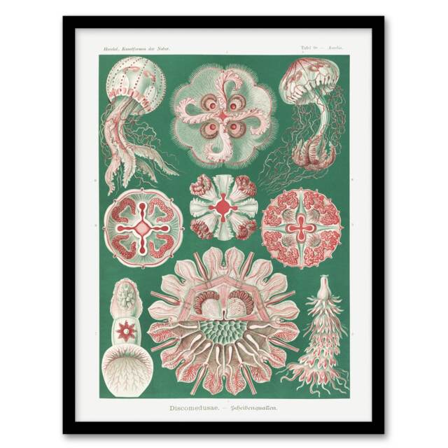 "Green Pink Vintage Jellyfish Haeckel Botanical Framed Wall Art Print 12X16"""