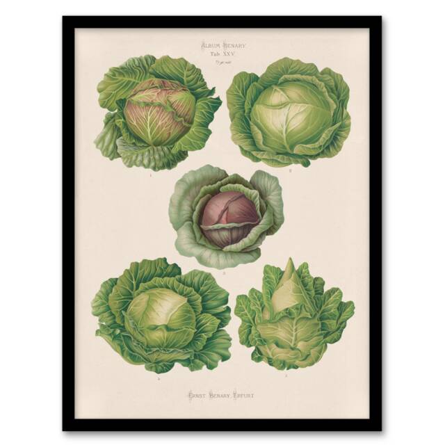 Ernst Benary Cabbage Varieties Vintage Botanical Framed Wall Art Print A4