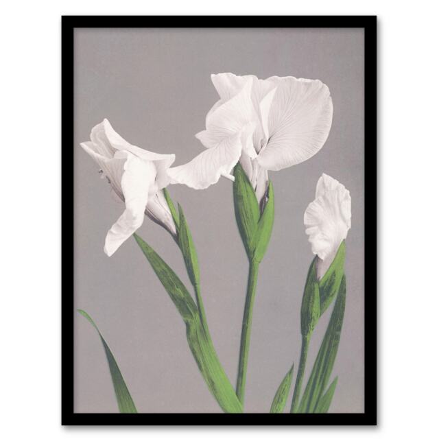 "White Irises Blooming Flowers Retro Japan Framed Wall Art Print Kazumasa 12x16"""