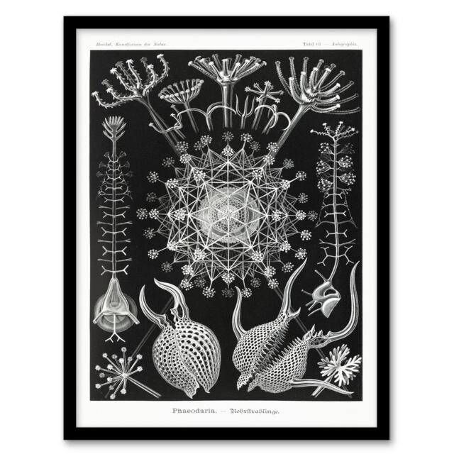 Ernst Haeckel Framed Wall Art Phaeodaria Marine Life Illustration Home Décor