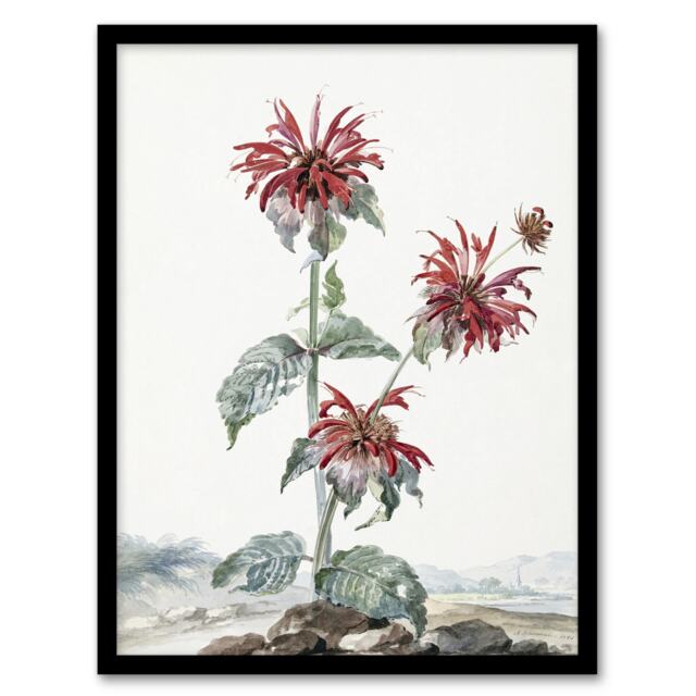 "Red Bergamot Flowers in a Landscape Schouman Framed Wall Art Print 12X16"""