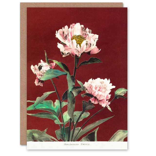 Ogawa Kazumasa Japanese Art Card Pink Herbaceous Peony Flower