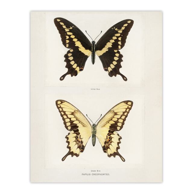 Giant Swallowtail Butterfly Sherman Denton Huge Wall Art Print 18X24 In