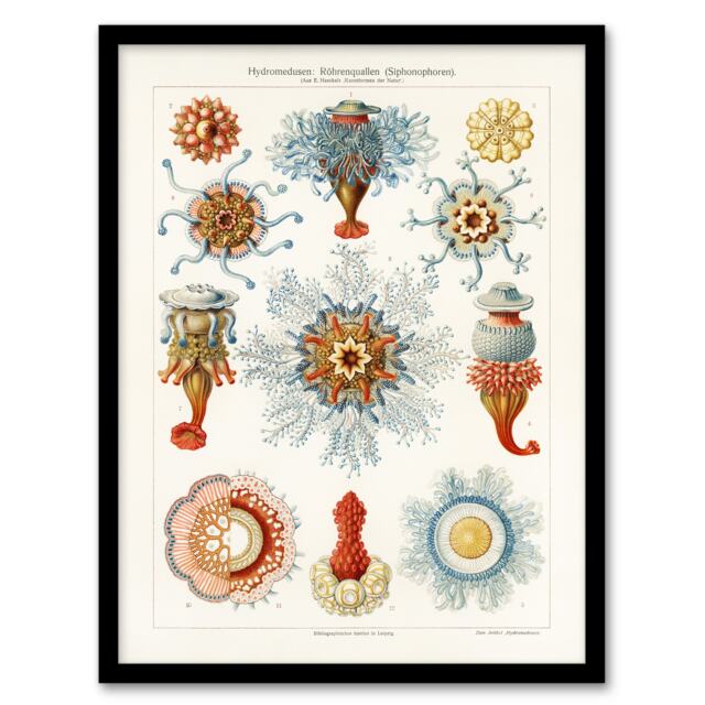 "Marine Jellyfish in sea colourful Haeckel Vintage Framed Wall Art Print 12X16"""
