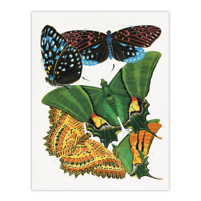 "Vintage Vibrant Butterflies Papillon Wall Art Print Eugene Seguy 18x24"""