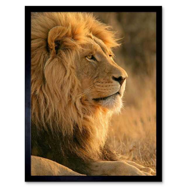 "African Lion Sun Photograph Home Decor 12x16"" Framed Wall Art Print"