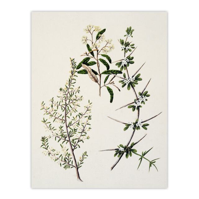 "New Zealand Pomaderris Edgerleyi Plant Featon Huge Wall Art Poster Print 24X32"""