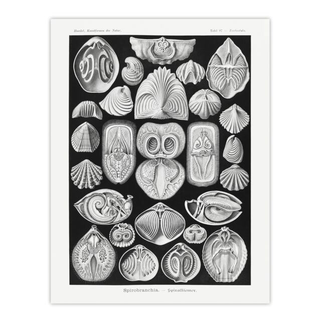"Spirobranchus Vintage Marine Life Haeckel Huge Wall Art Poster Print 24X32"""