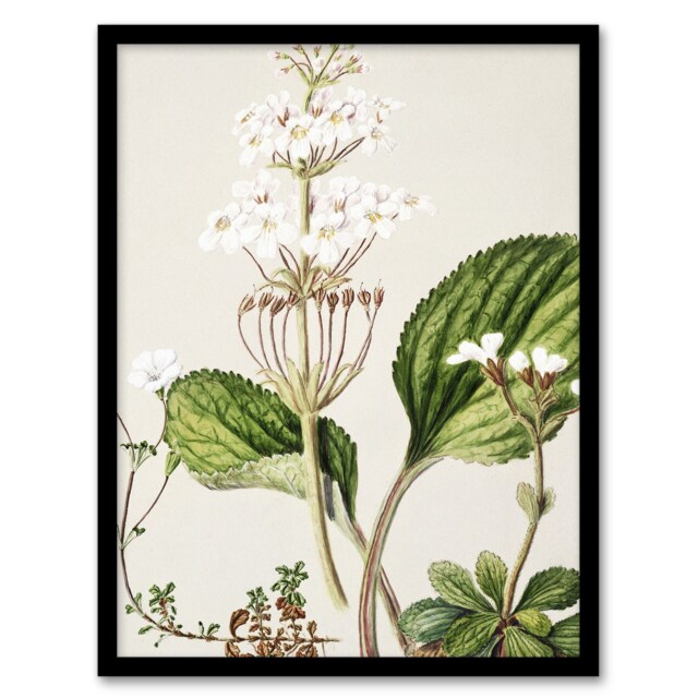 "New Zealand Ourisia Flowering Plant Featon Framed Wall Art Print 12X16"""