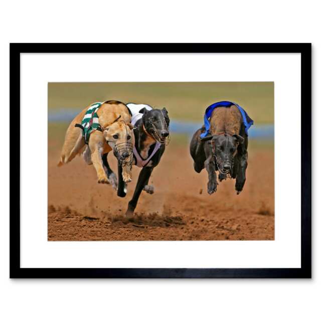 "Greyhound Sing Running Dog Track Sport Photo 12x16"" Framed Wall Art Print"