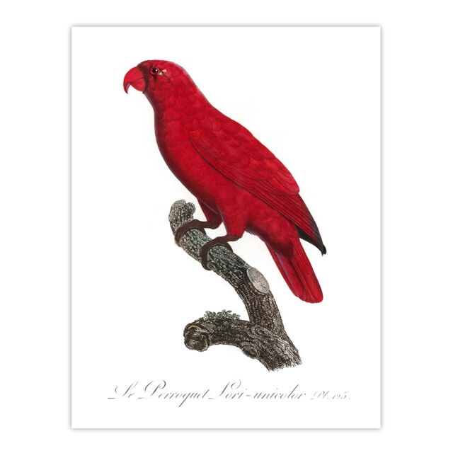 The Cardinal Lory Parrot Francois Levaillant Huge Wall Art Print 18X24 In