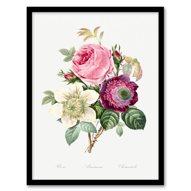 Pierre Joseph Redoute Framed Wall Art Anemone and Cabbage Rose Flower Home Décor