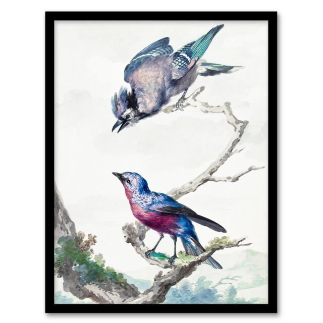 Aert Schouman Framed Wall Art Blue Jay and a Purple Breasted Cotinga Home Décor