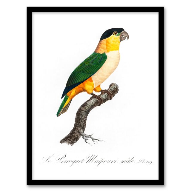 Francois Levaillant Framed Wall Art Print The Black Headed Parrot Home Décor
