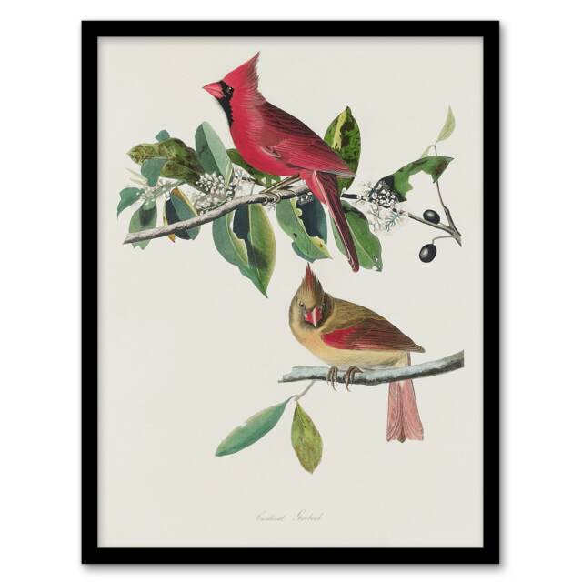 "Cardinal Grosbeak Bird Audubon Nature Framed Wall Art Print 12X16"""