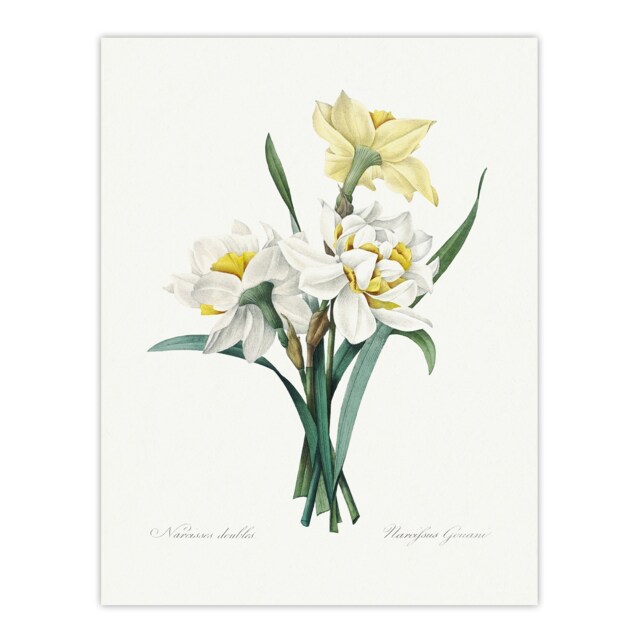 "Daffodil Floral Illustration Redoute Vintage Huge Wall Art Poster Print 24X32"""