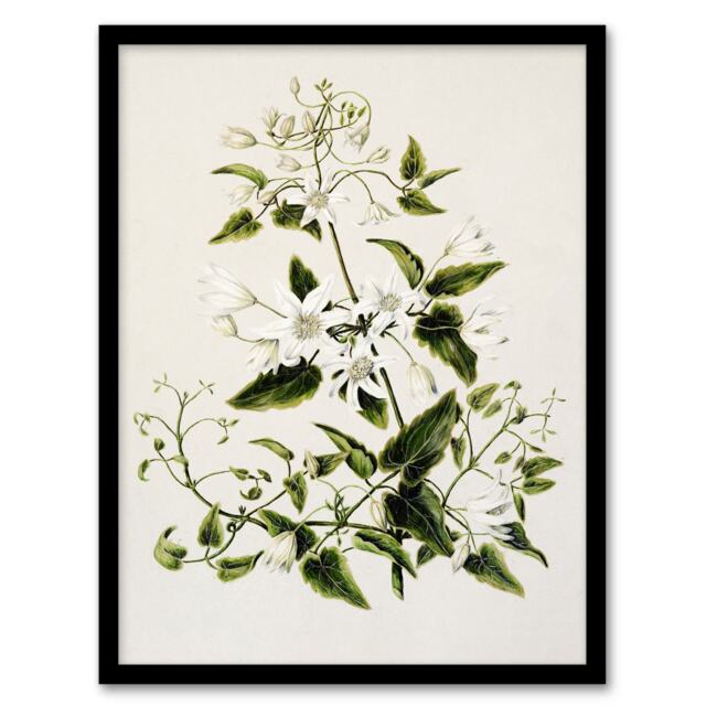 "New Zealand Pikiarero White Clematis Flower Featon Framed Wall Art Print 12X16"""