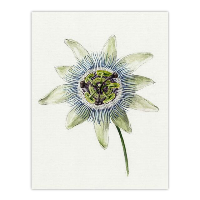 "Passion Flower Bloom Floral Drawing Bernard Wall Art Poster Print 12X16"""