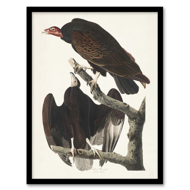 "Turkey Buzzard Vulture Audubon Nature Framed Wall Art Print 12X16"""