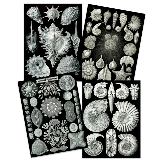 Set of 4 Ernst Haeckel Nature Sea Shells Vintage Biology Wall Art Print Bathroom 12x16 Inch
