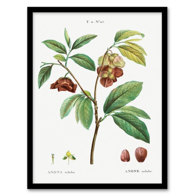 Redoute Framed Wall Art Papaw Tree Vintage Botanical Illustration Home Décor