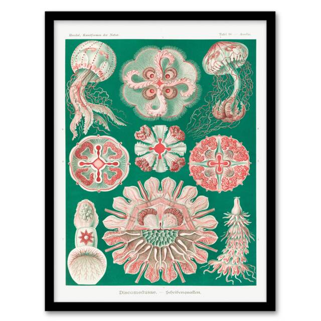 Haeckel Framed Wall Art Green Pink Vintage Jellyfish Illustration Home Décor
