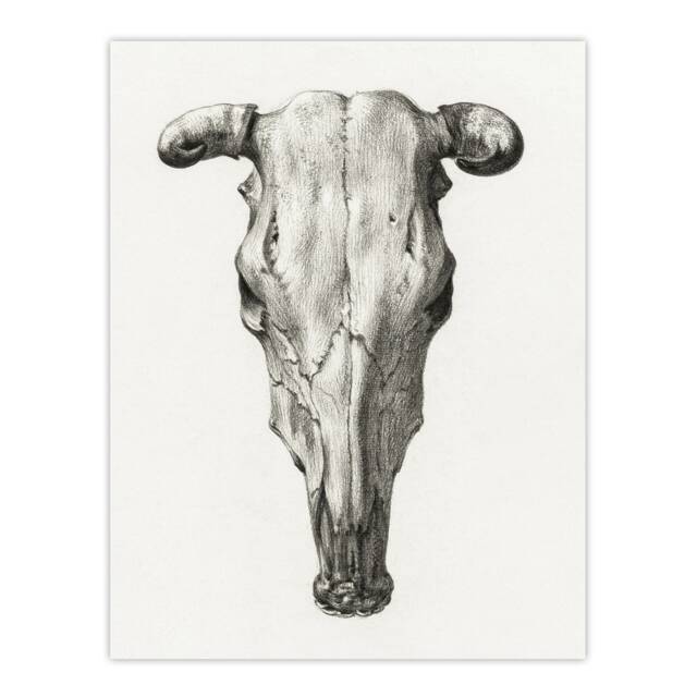 "Skull of a Cow Pencil Drawing Bernard Vintage Wall Art Poster Print 12X16"""