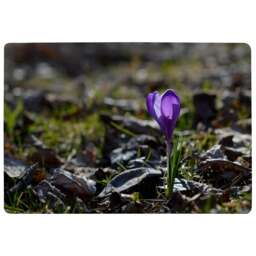 Autumn Flower Bloom In Nature Designer Rug Multi
